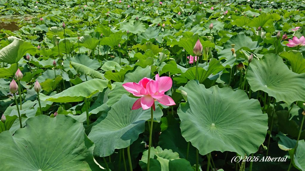 Lotus flowers in full bloom in summer