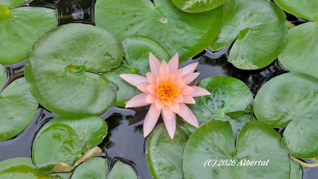 The water lilies in the pond
